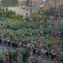 Karklas pelkinis  (Salix rozmarinifolia) 'Tiny Pearls'